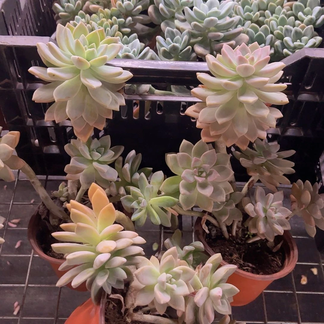 淡雪整装整群三盆