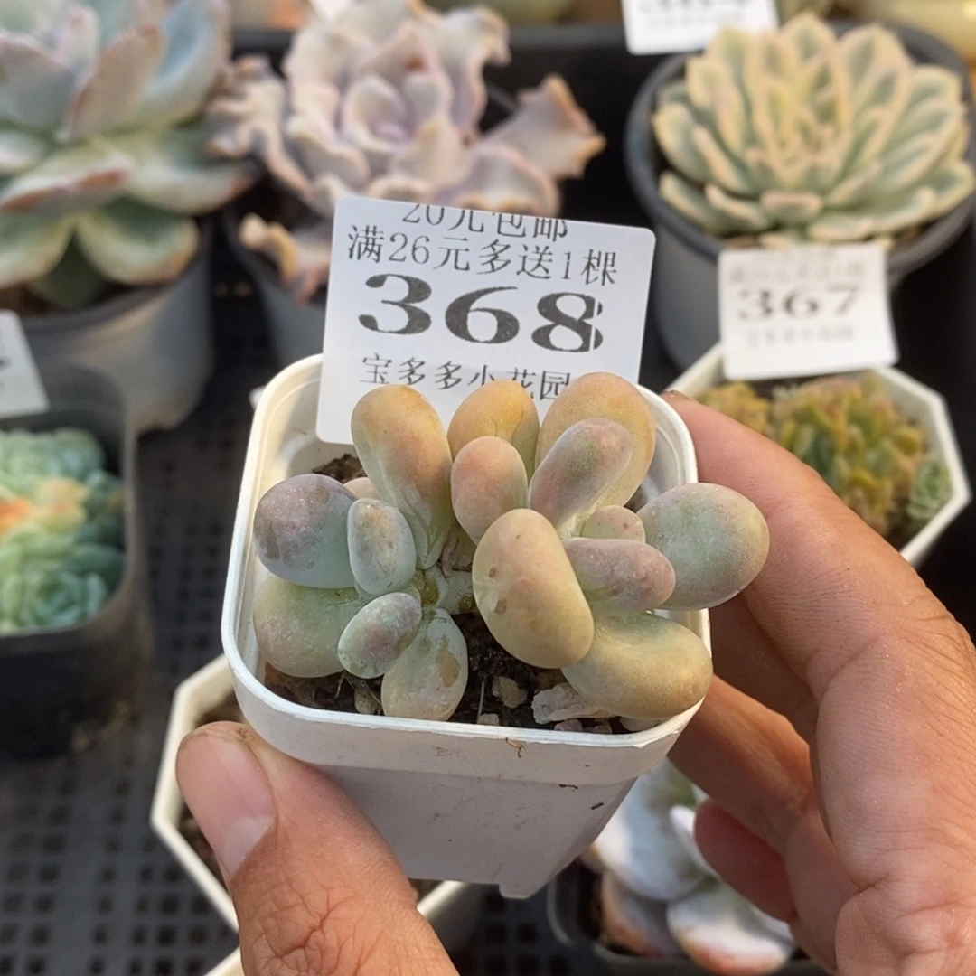 奶酪双头一物一拍满20元包邮满26送一颗