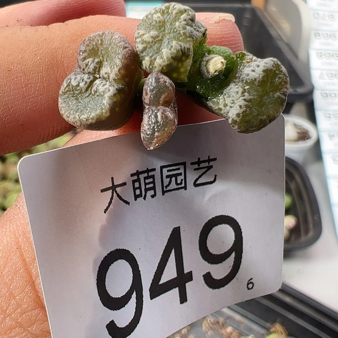 0000949 一物一拍……