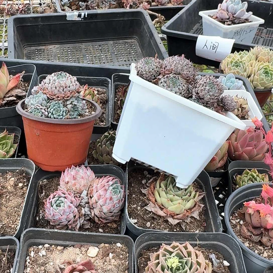 Y***格多肉植物满20包邮