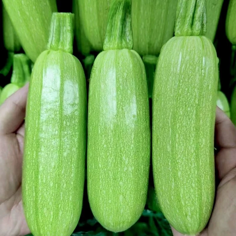 河南新鲜西葫芦嫩瓜蔬菜烧烤火锅配菜现摘现发
