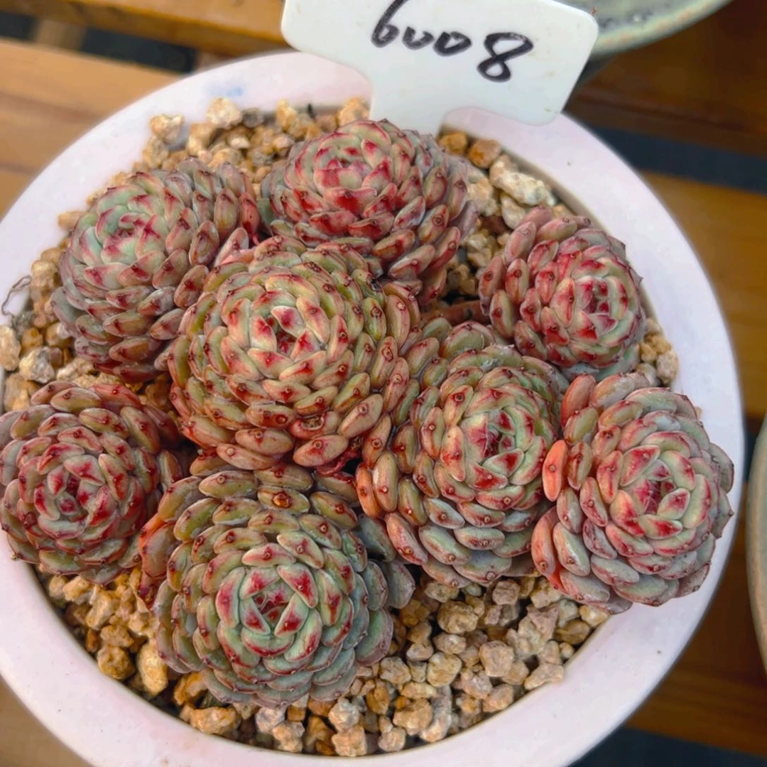 素**水修根白胖子6008号