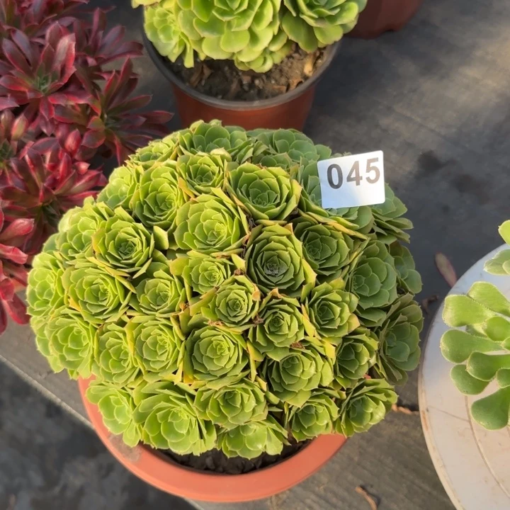 晚***。多肉植物绿朵朵045