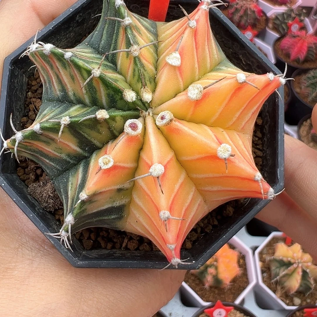 如****@159-肋骨锦带盆土发货