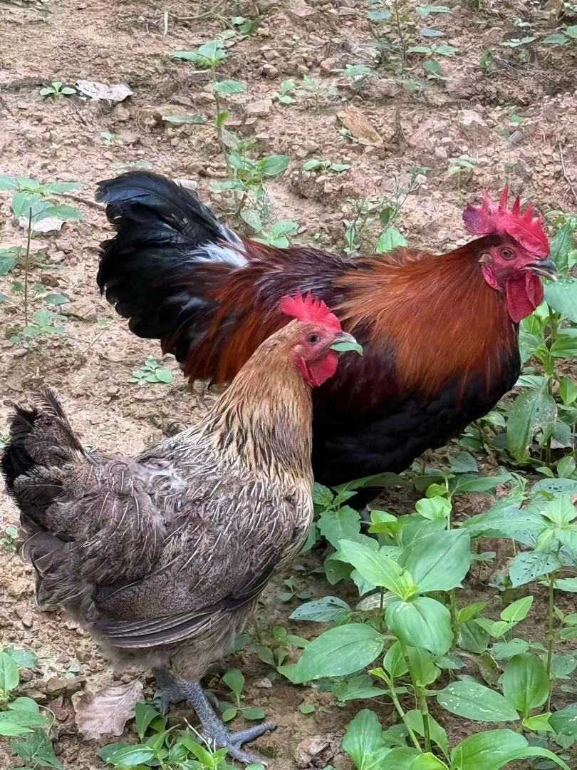 【公母组合】山地散养黑脚老母鸡（炖汤）+柴公鸡（红烧）现杀