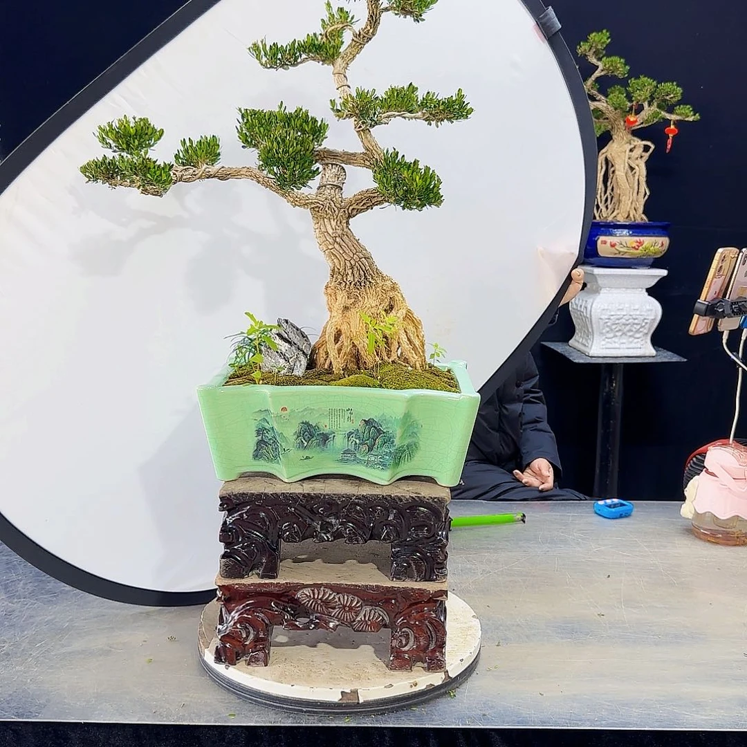 高端黄杨盆景艺术