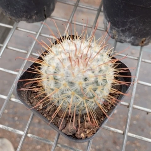 丰明丸单4仙人球