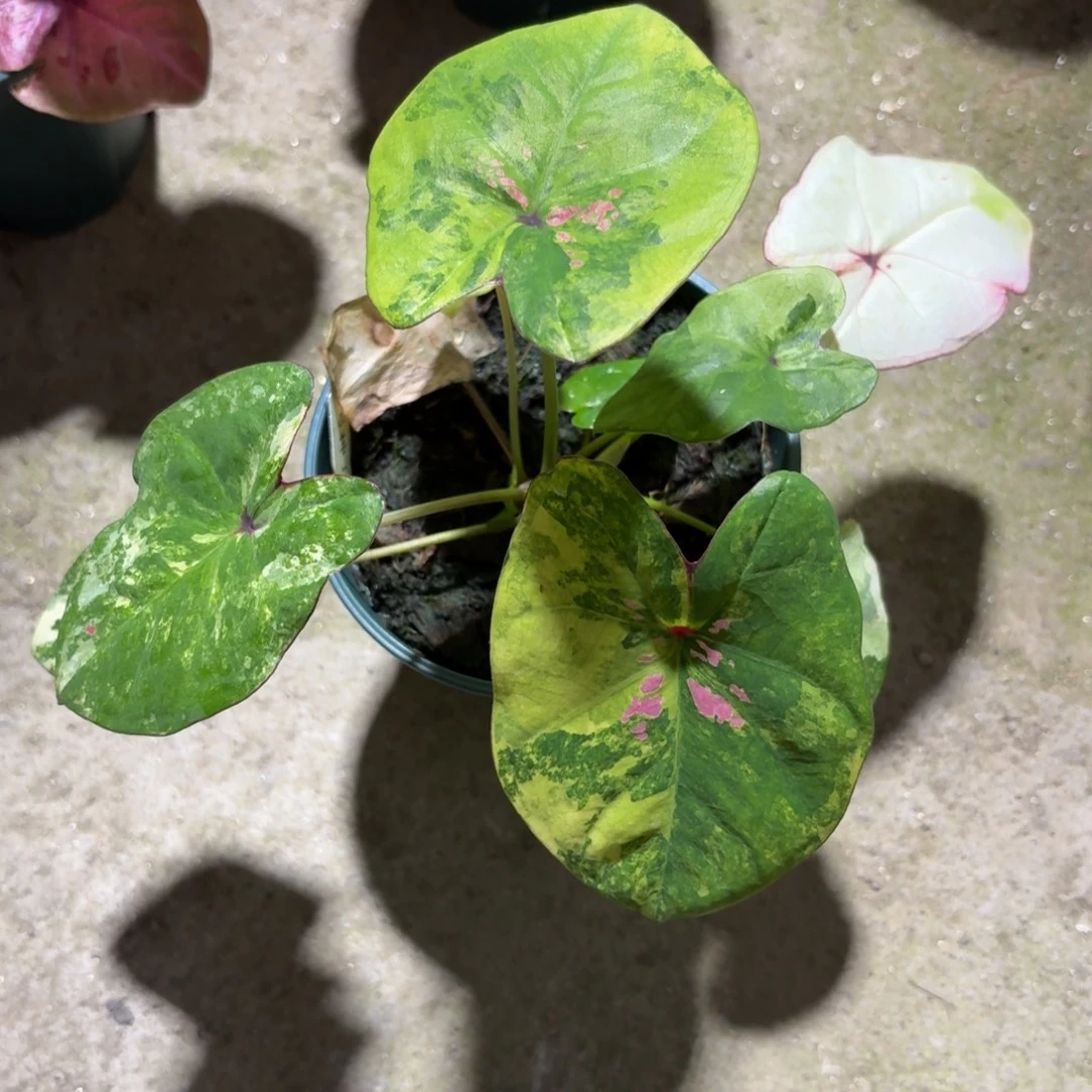 泰国彩叶芋72-1216