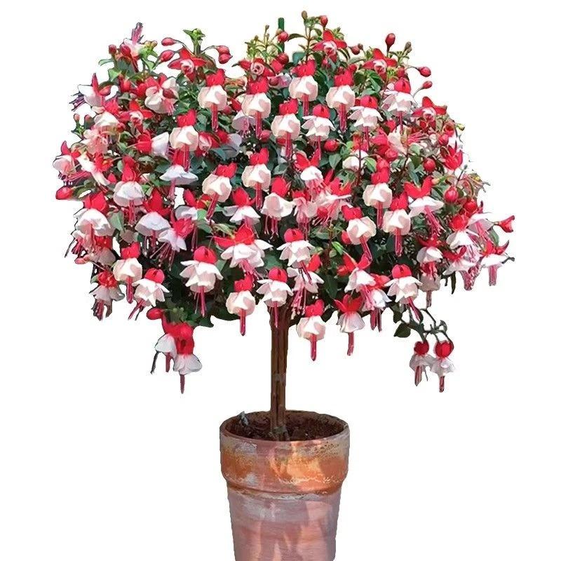 棒棒糖大花倒挂金钟盆栽带花苞庭院阳台多年生四季开花卉植物