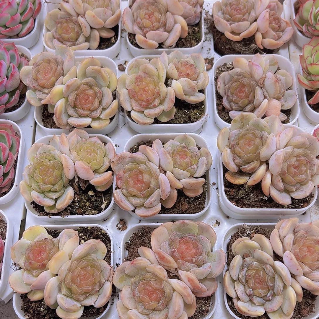 彩恋19包邮多肉植物