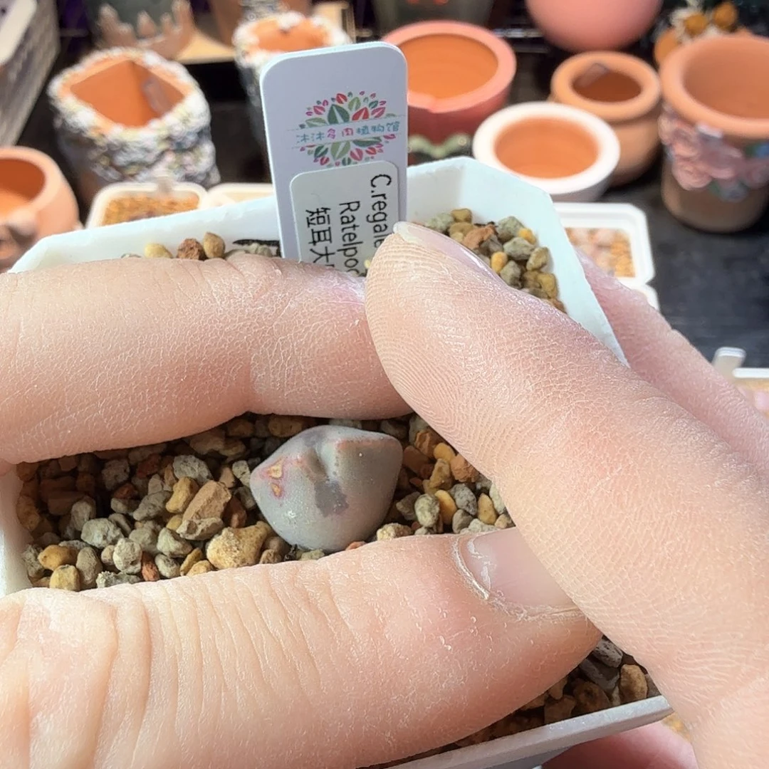 丁*dy1 丁丁 韩国sb793