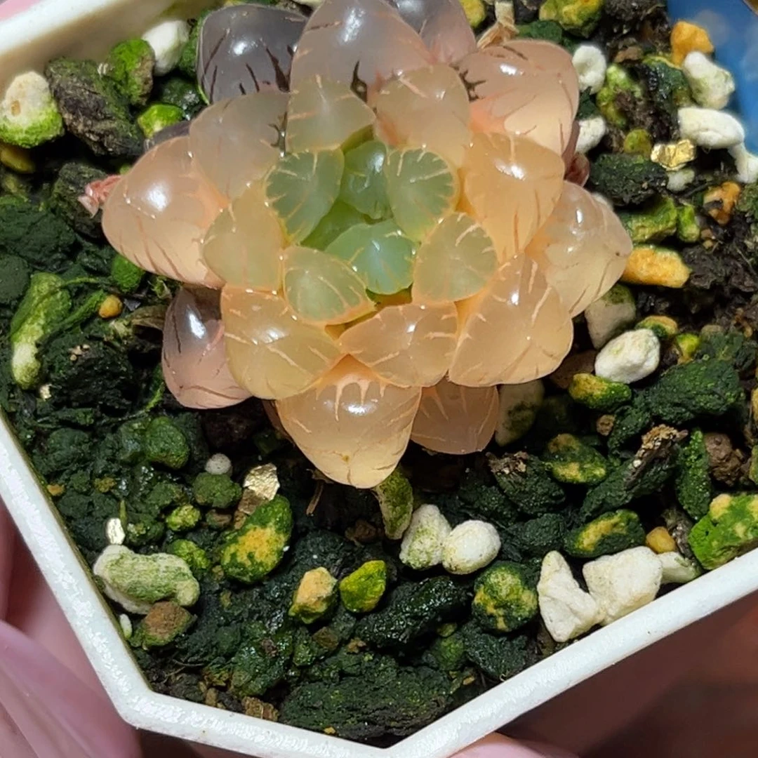 恭喜发财大吉大利698