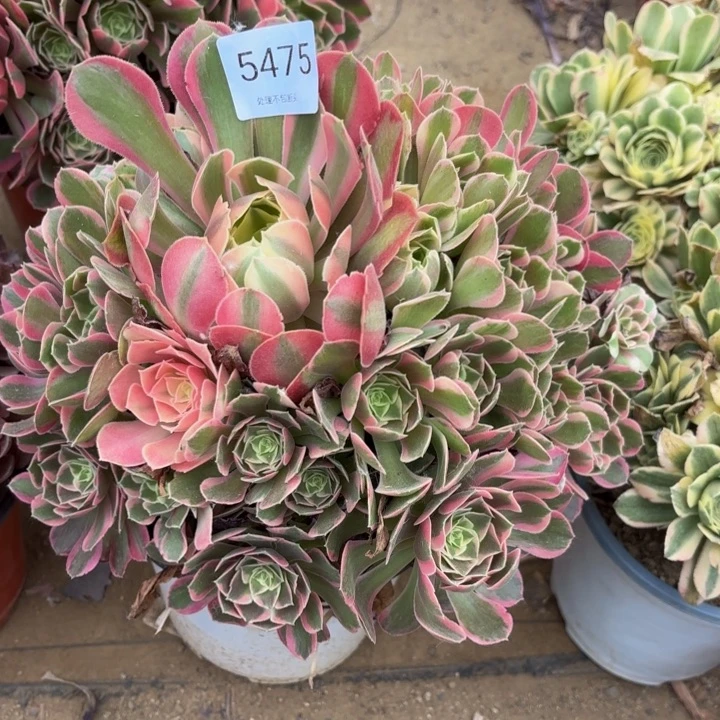 妖月多肉处理不包断头5475