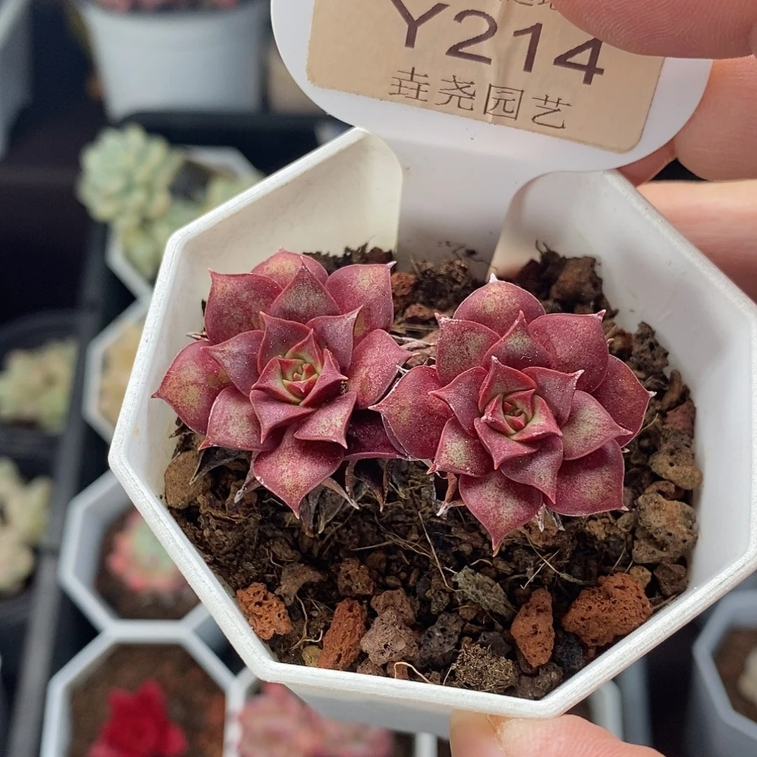 0214 罗西玛 5cm