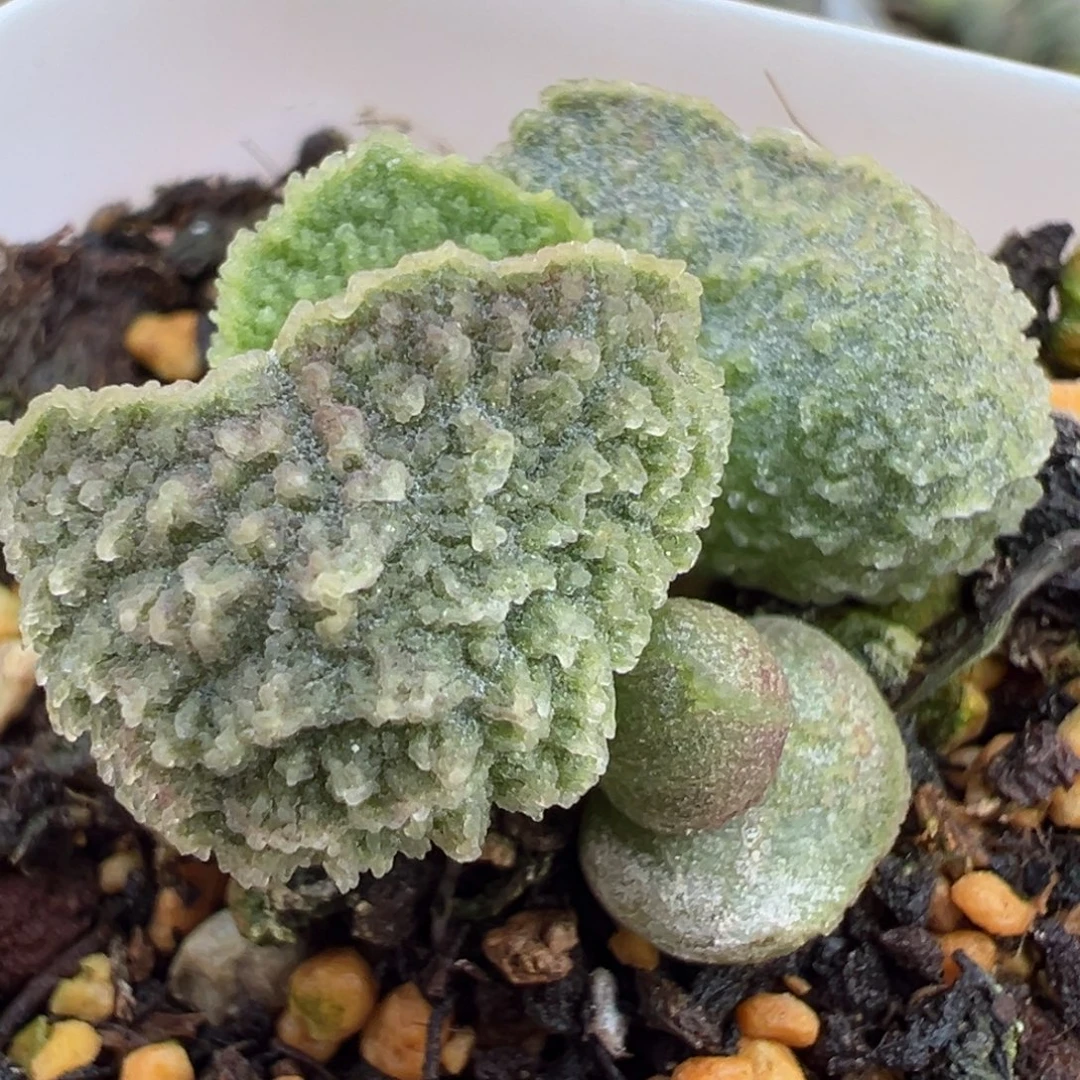 实生新品多肉植物水泡多肉植物