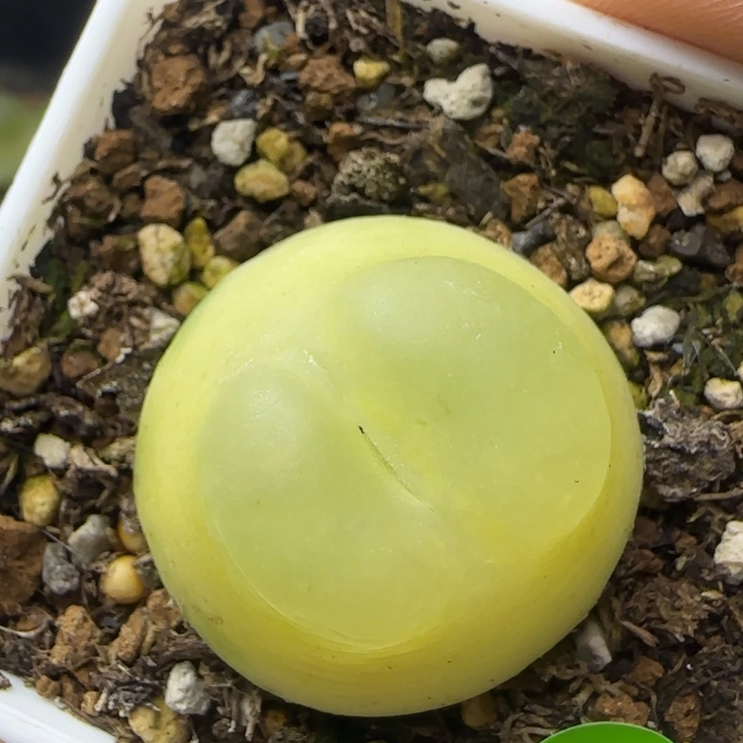 拉登2.7点多肉植物812