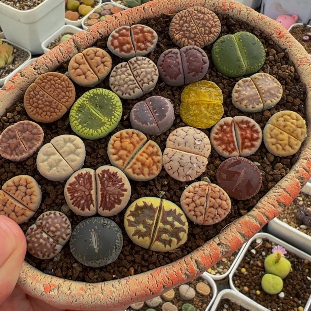 251多肉植物种类多样