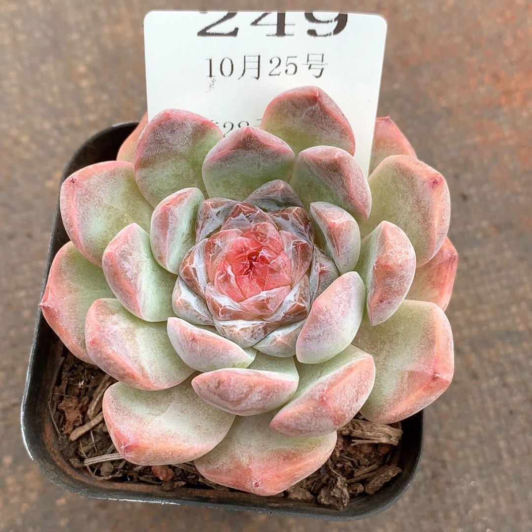 【闪购商品】云249号