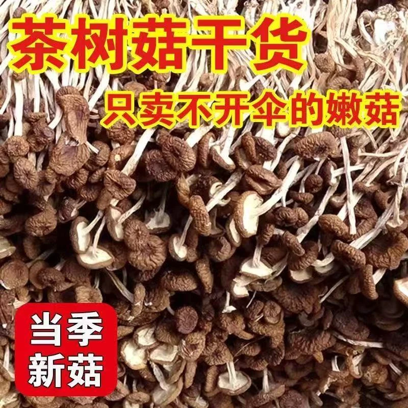 半斤净重茶树菇干货净重古田农家新鲜茶树菇晒干特产新货批发煲汤
