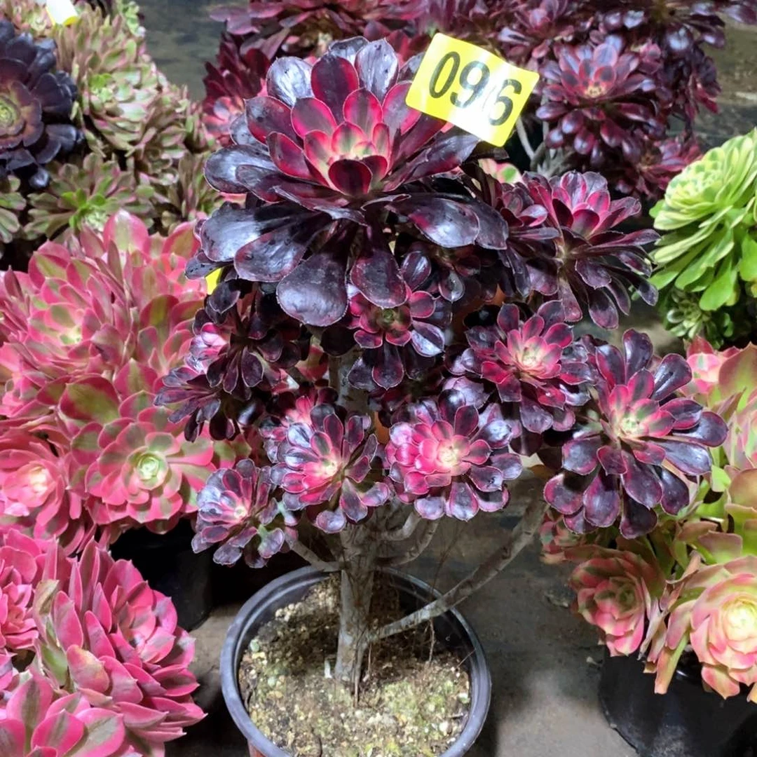 香奈儿多肉法师096