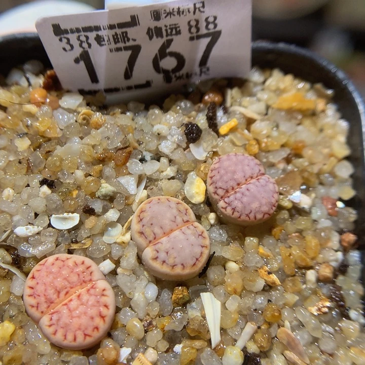 Sss精品生石花1767