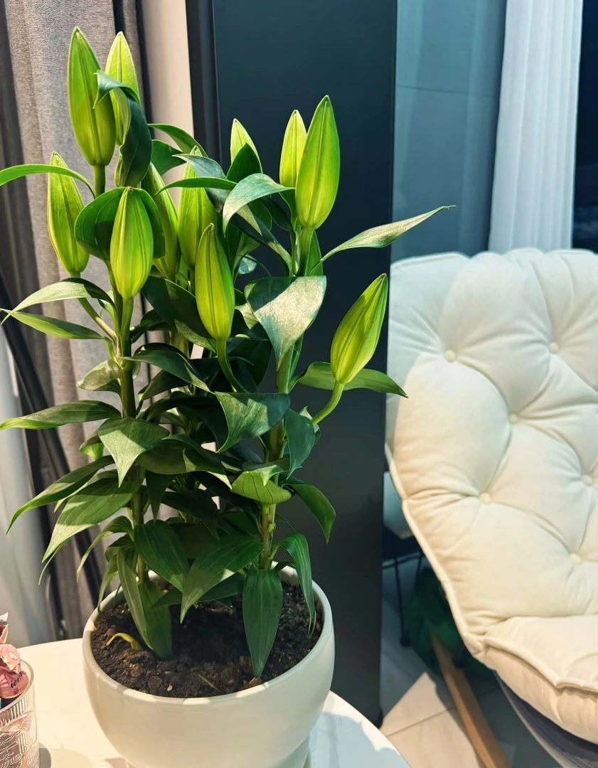 香水百合花盆栽苗带花苞可四季种植适合室内外卧室办公室摆放花卉