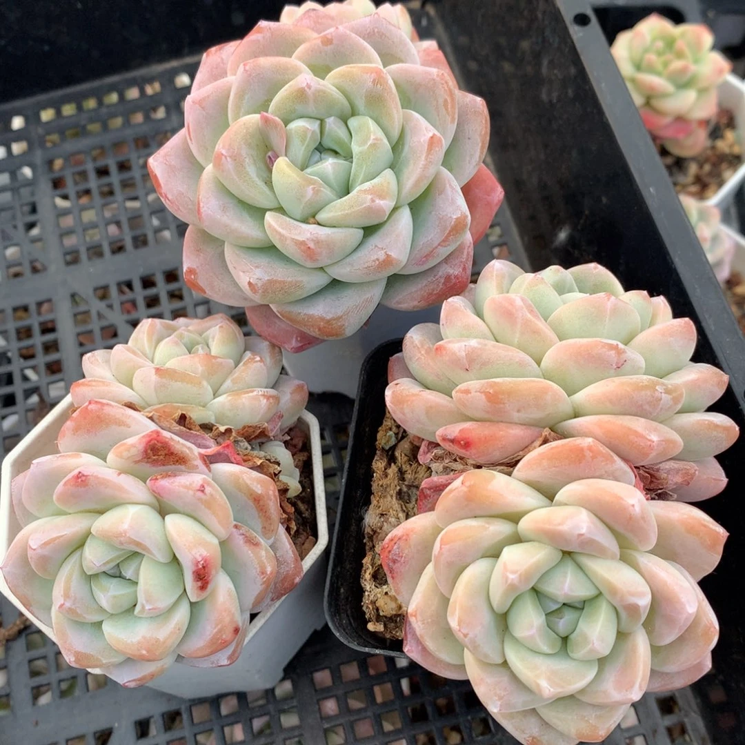 0214-06 双头精控老桩冰玉三颗