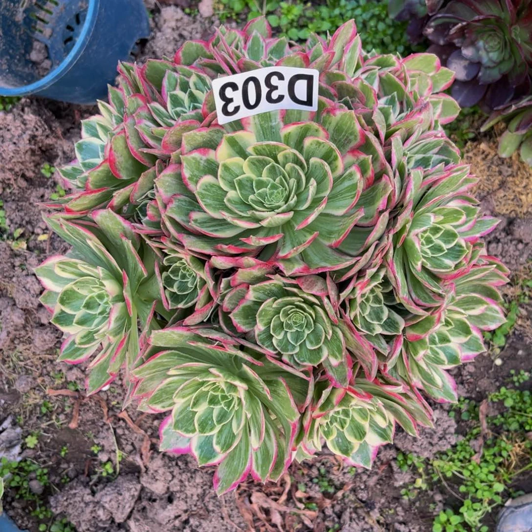 水蜜桃法师26///-11包邮