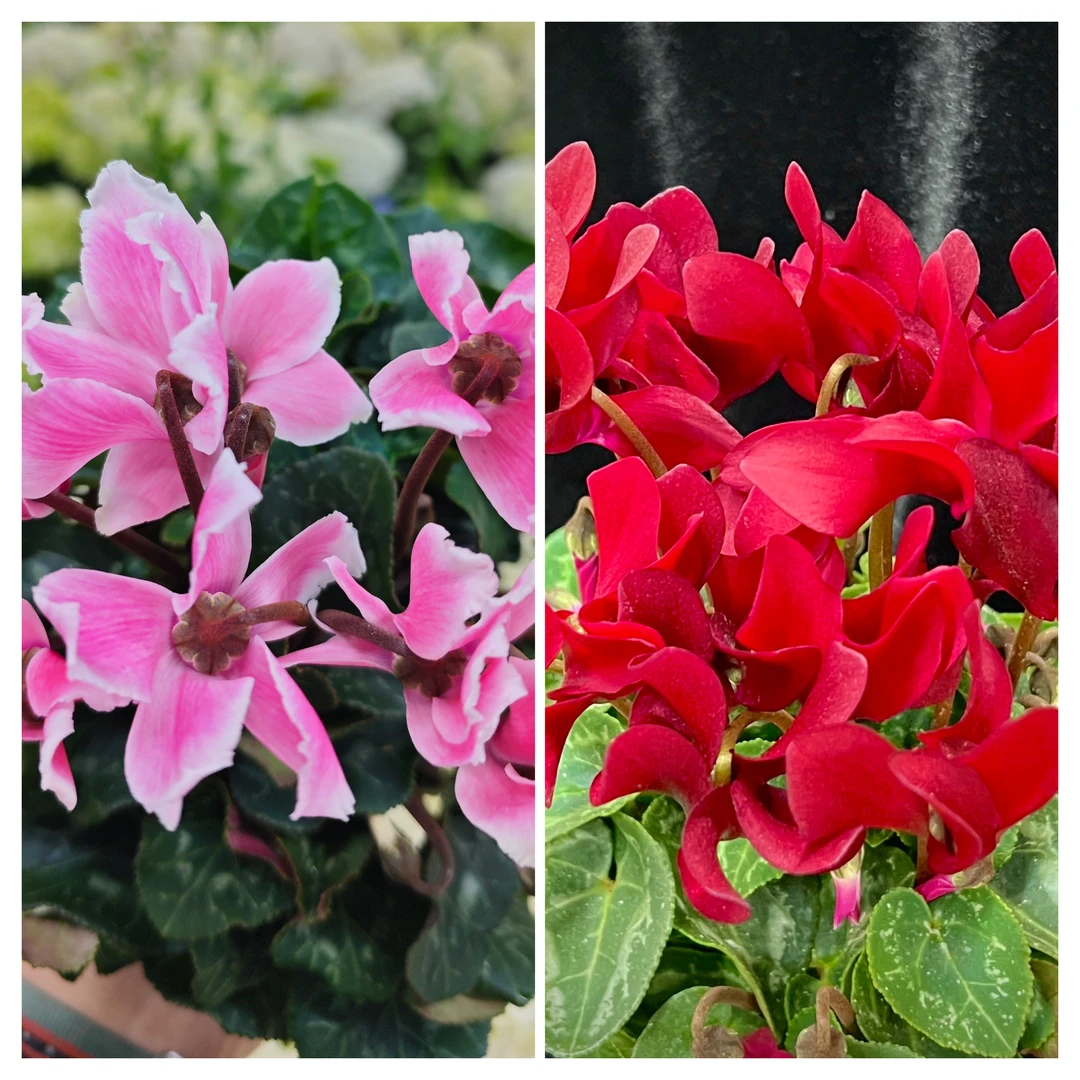 【玉兔+酒红】两盆仙客来盆栽庭院阳台爆花强花卉新手易养护