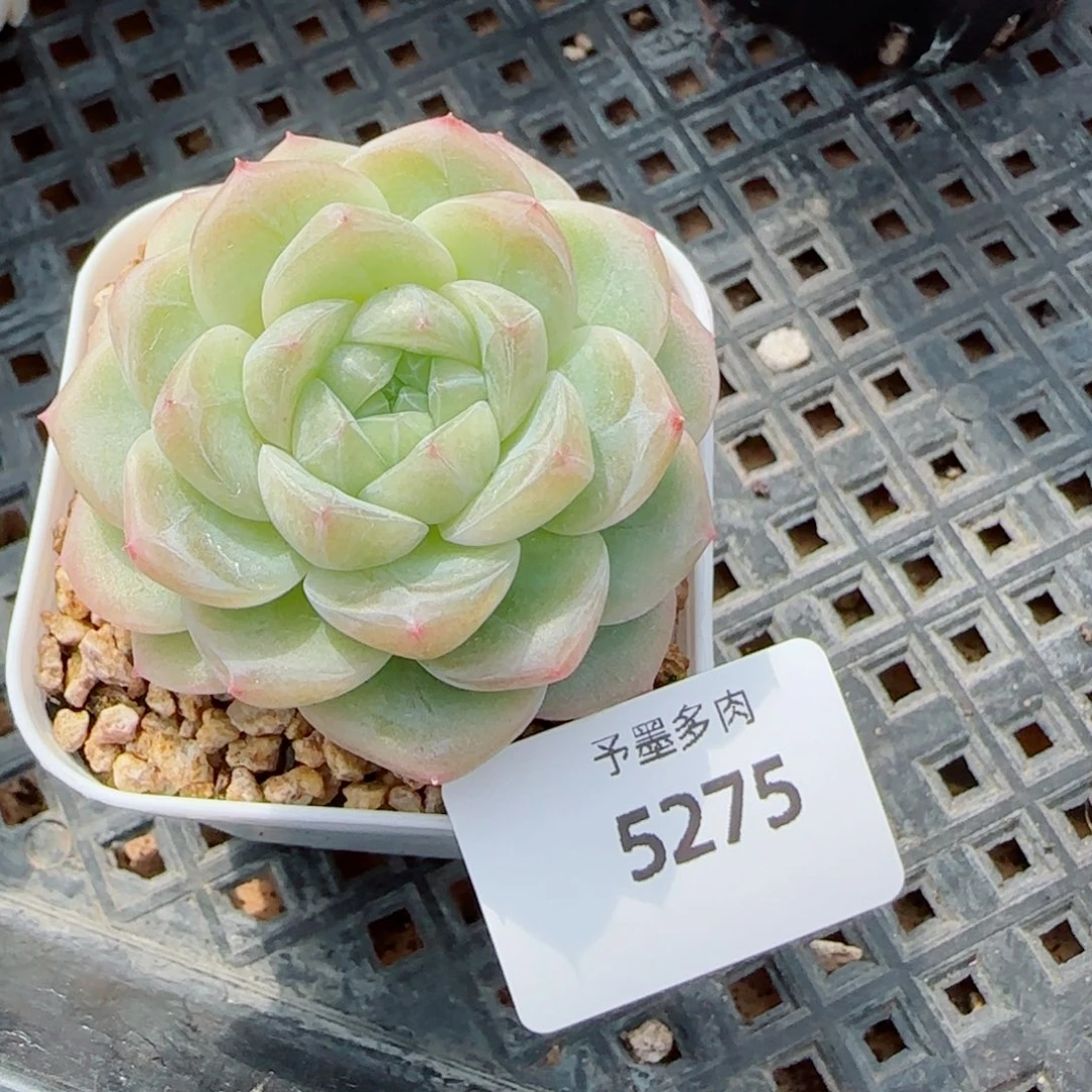 白财，5275多肉植物
