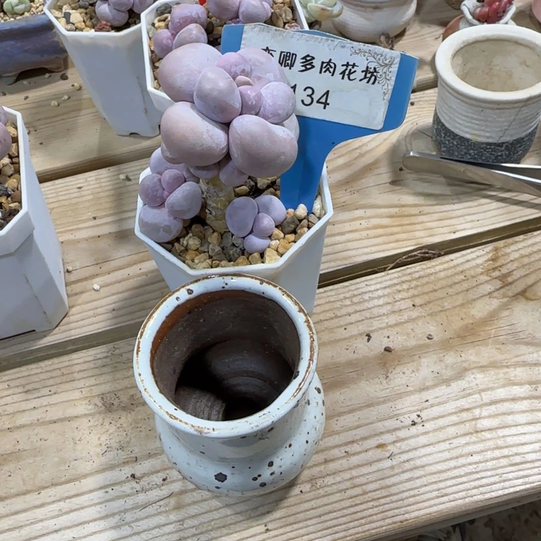 ?****?134烟美人老桩00000