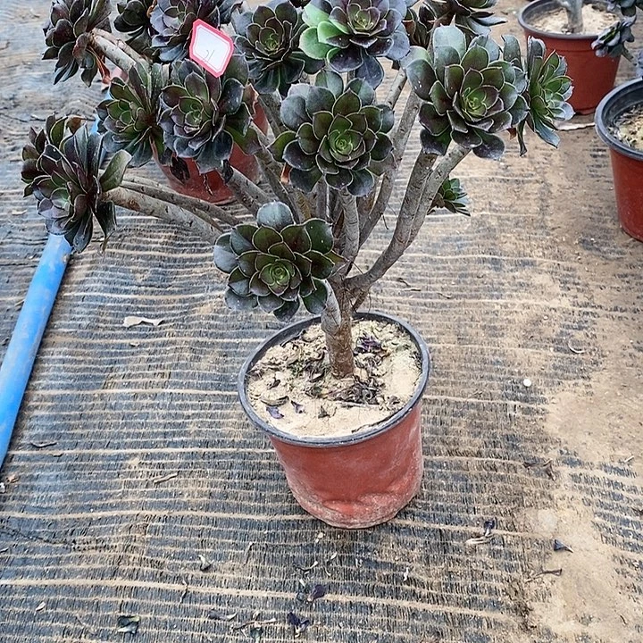 21，灰法师多肉法师多肉法师