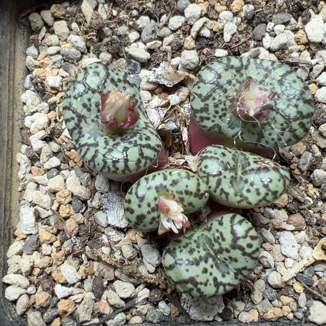 【闪购商品】190……