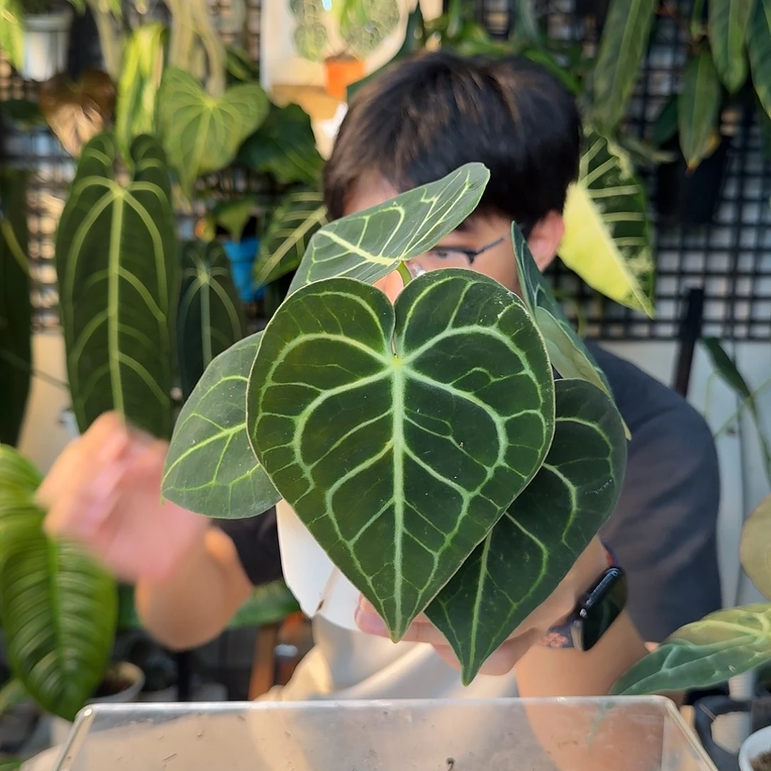 完全开放A151克莱恩