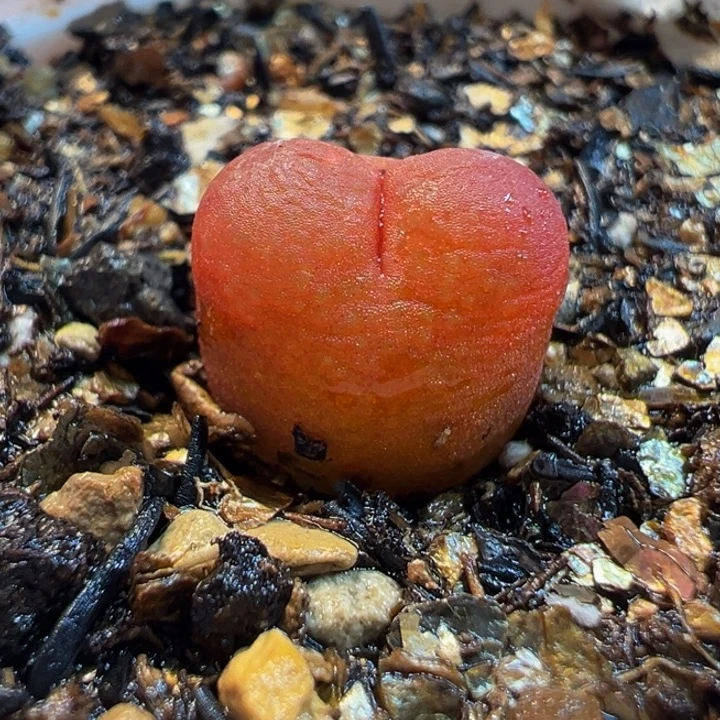 吕氏红宝石多肉植物盆栽