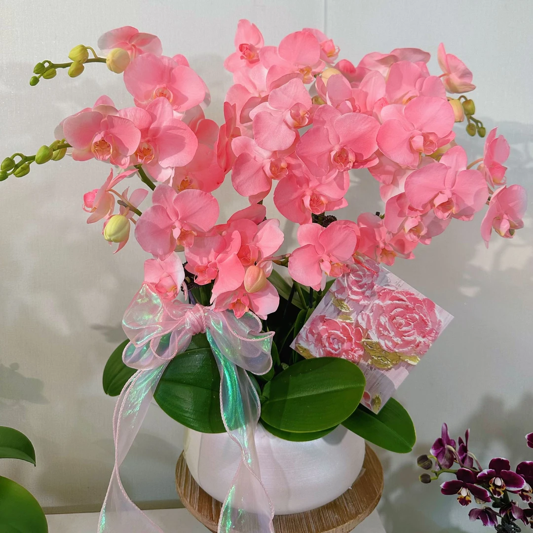 【蔷薇之恋大组盆】（粉色）蝴蝶兰花卉活体高端喷色马卡龙稀缺色