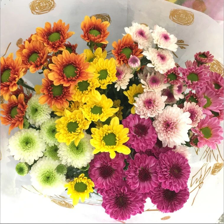 【小雏菊】小菊新鲜鲜花花束云南鲜花基地直发适合客厅装饰