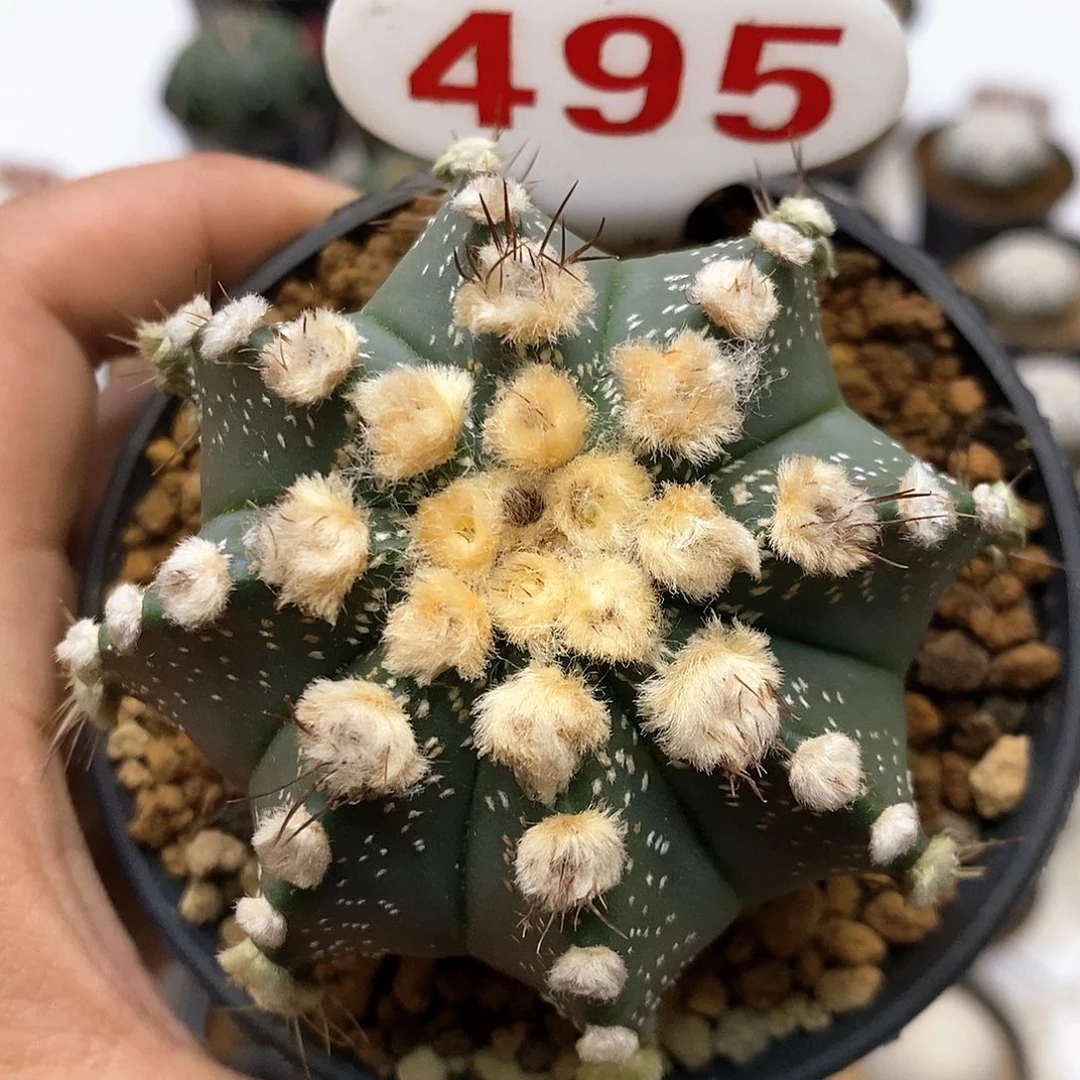 495福利特价来了哦耶