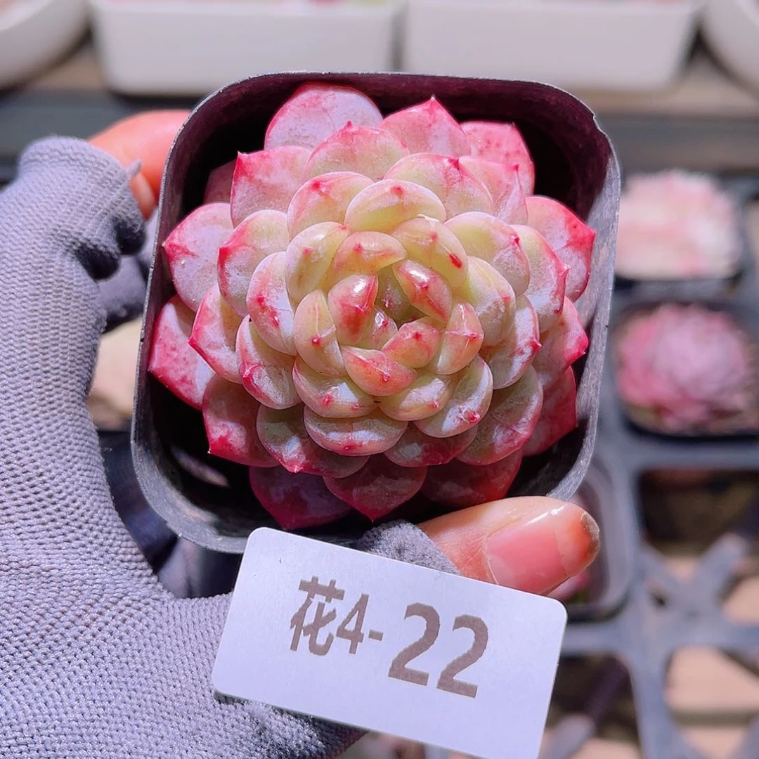 花04-22雪颜玉单头