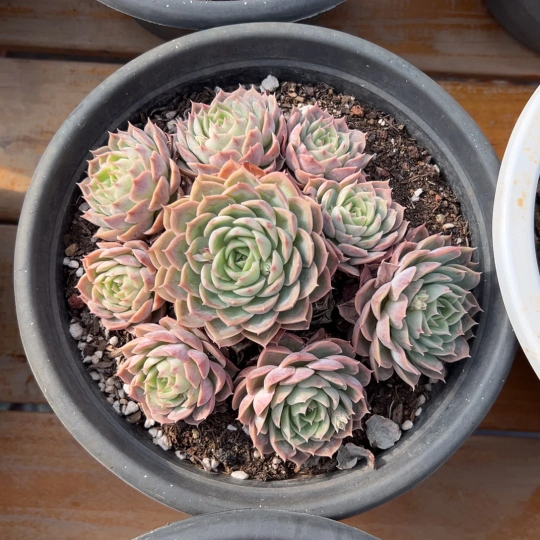 多肉昂斯诺群【非偏远地区满18包邮】