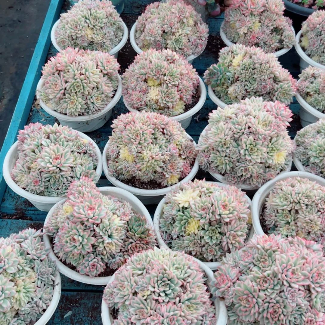 精品多肉植物老桩随机发一棵七彩女雏锦