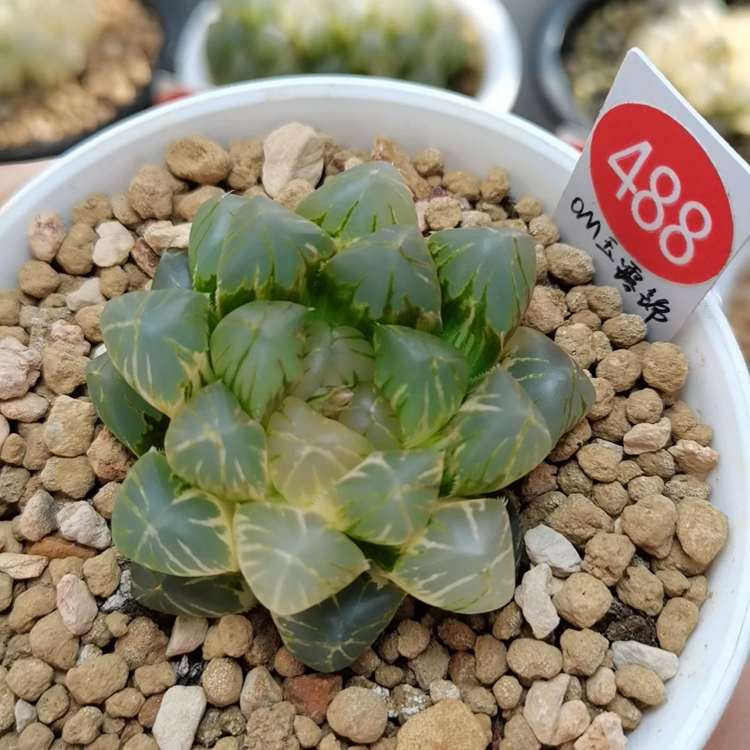 488号OM玉露锦一物一拍带盆土发货