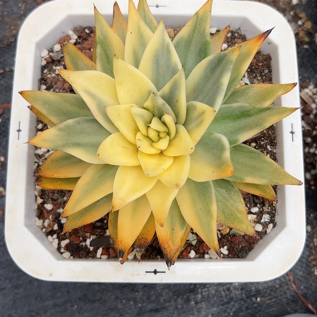 多肉植物一物一拍10