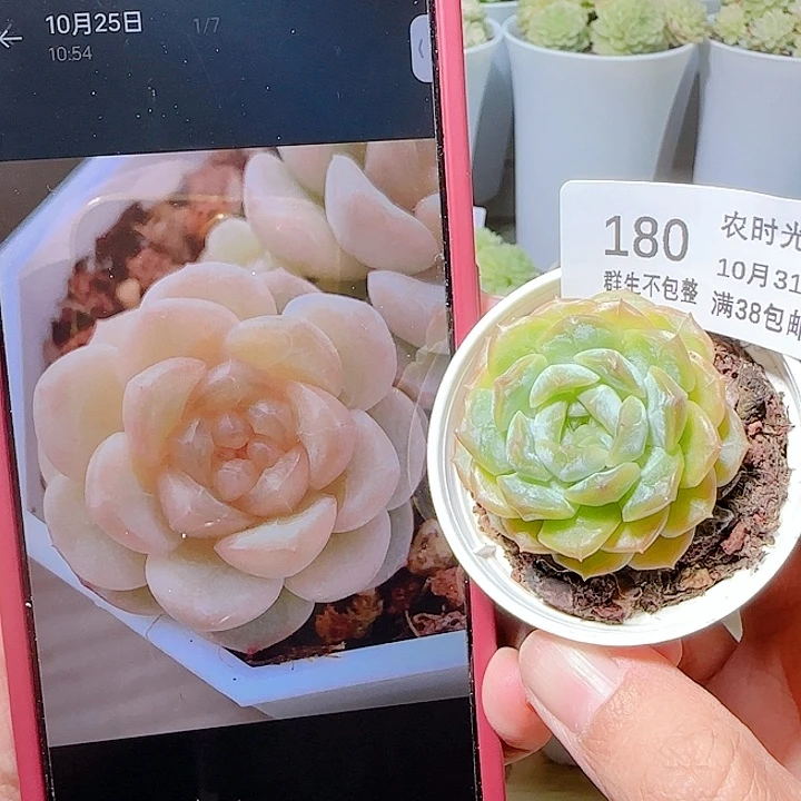 1031-180宝玉优选