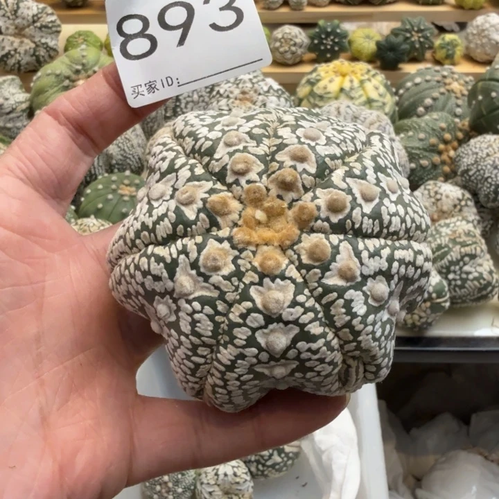 星***星兜星球仙人球和893个