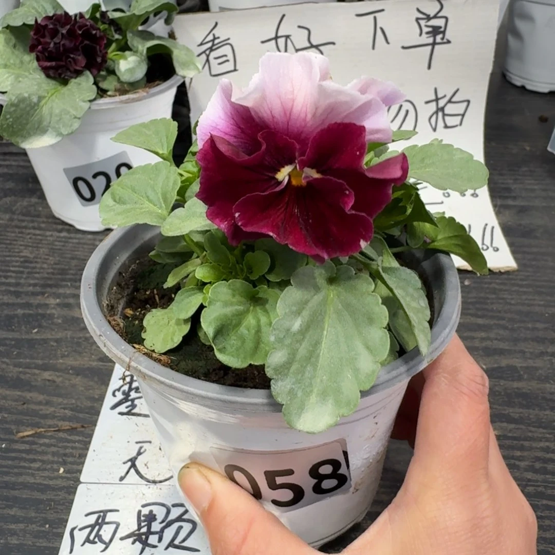 全部花朵058号彩虹白耳