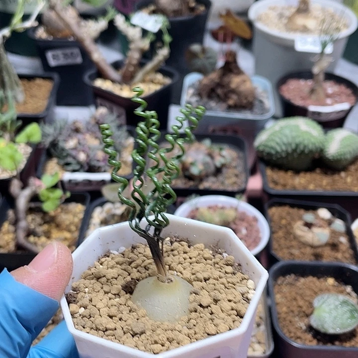 945钢丝弹簧草块根