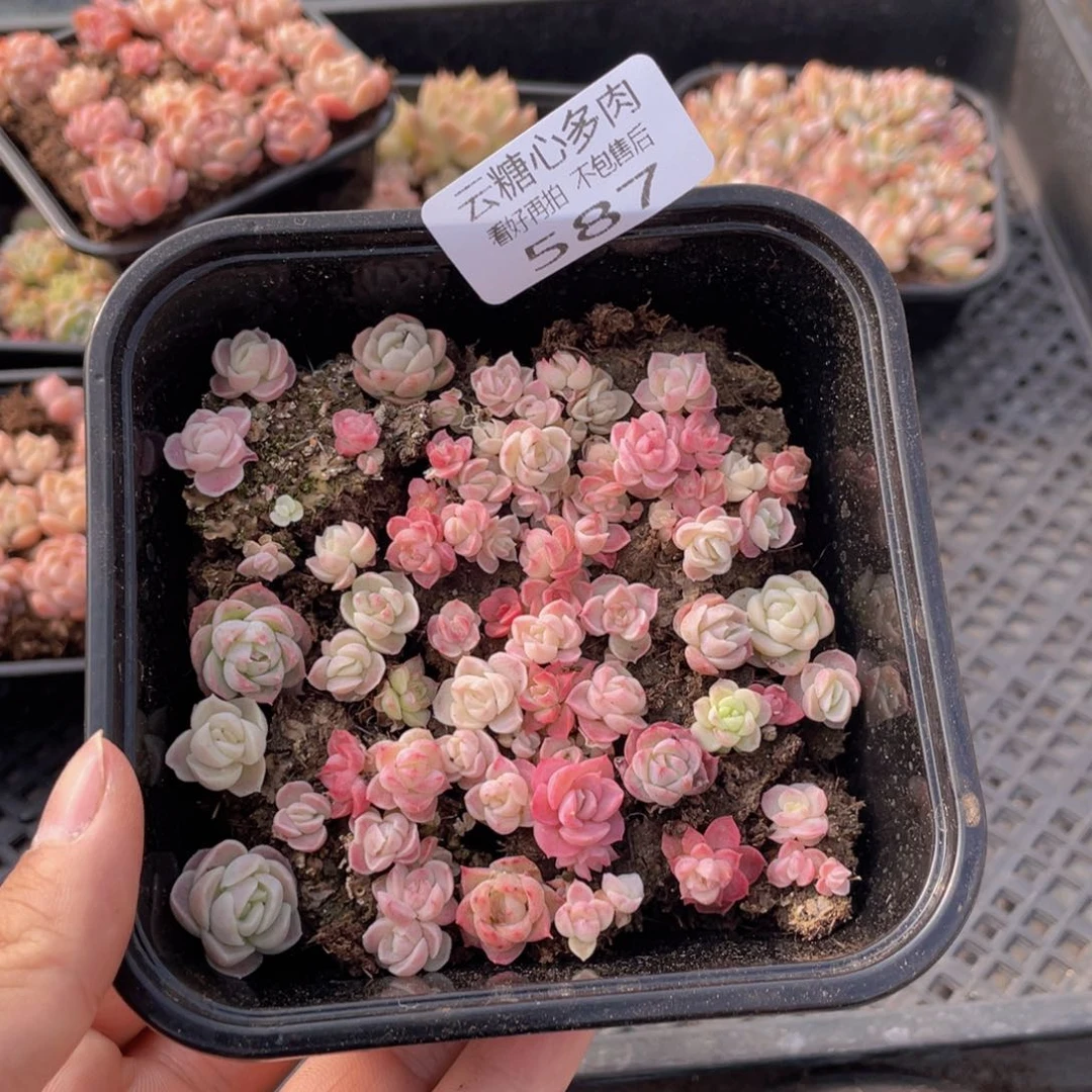 云糖心多肉植物587