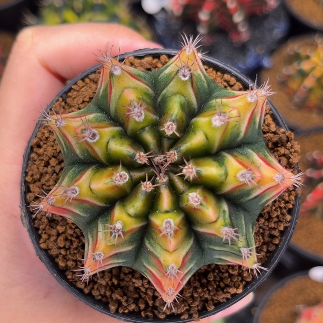 *****专拍 米哈仙人球