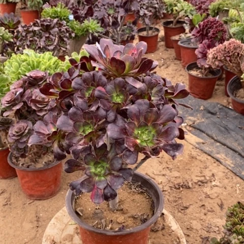 花蝴蝶捧花一物一拍